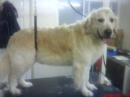 Golden Retriever  After